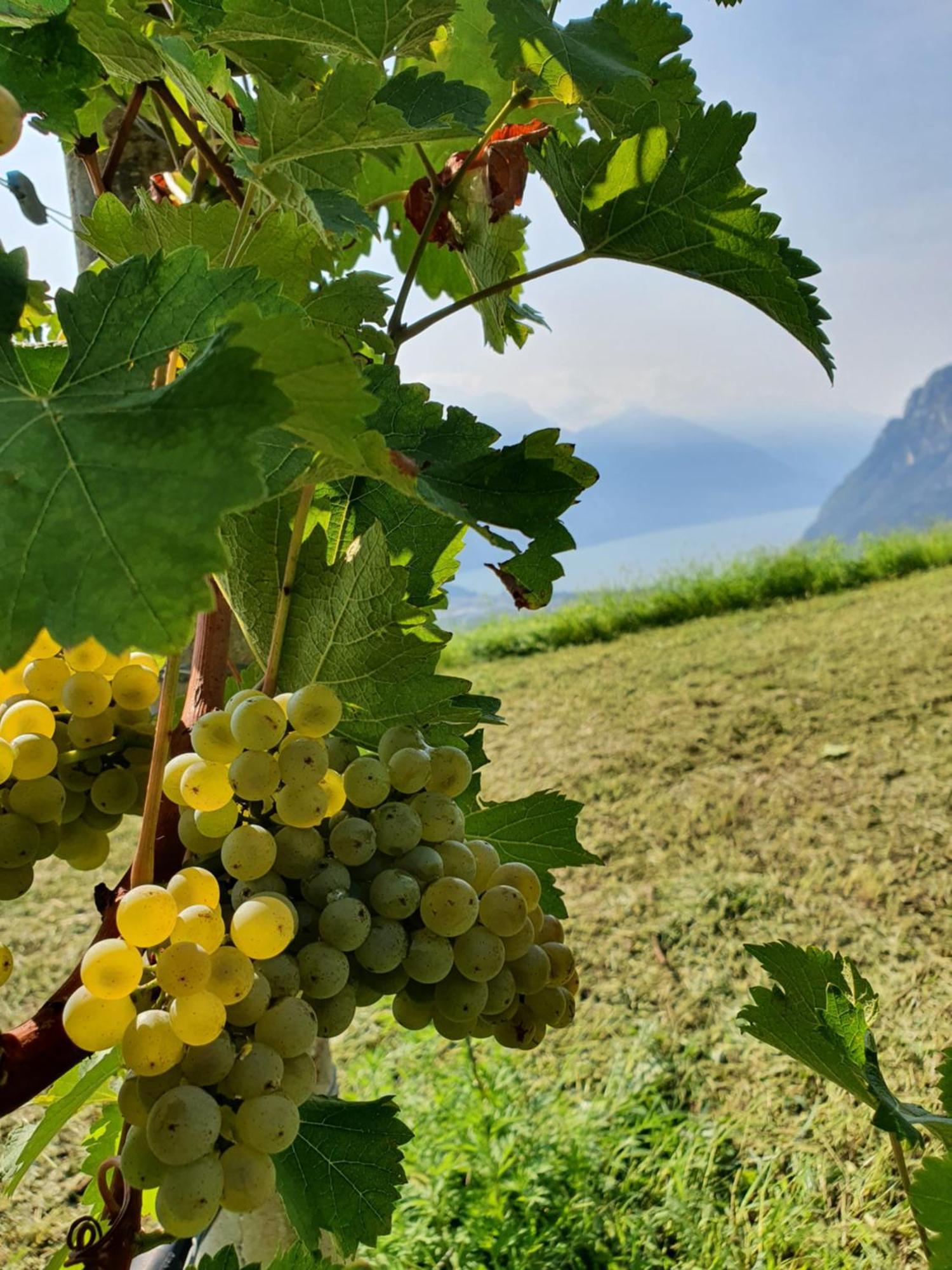Agritur Calvola Villa Tenno Luaran gambar